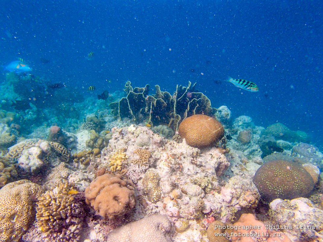 куда поехать на Филиппины, подводный мир, подводная фотосъемка, кораллы, поездка на Филиппины, поездка на море, остров Себу