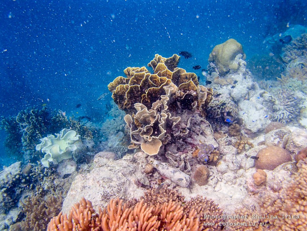 куда поехать на Филиппины, подводный мир, подводная фотосъемка, кораллы, поездка на Филиппины, поездка на море, остров Себу
