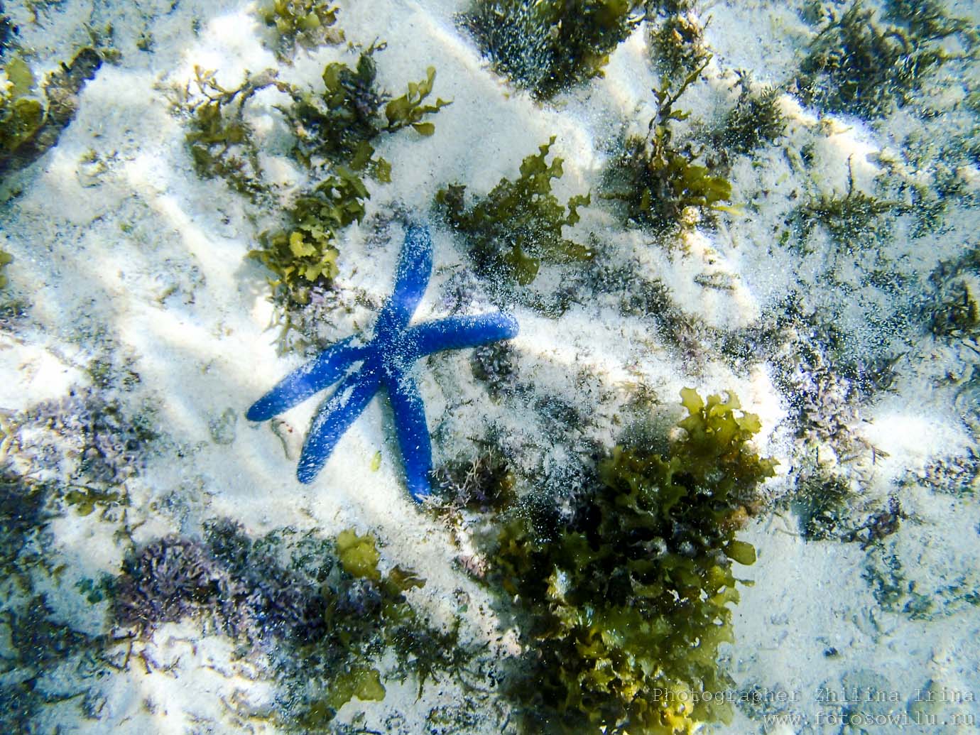 Алона Бич, Панглао, морские звезды, Филиппины, Alona beach