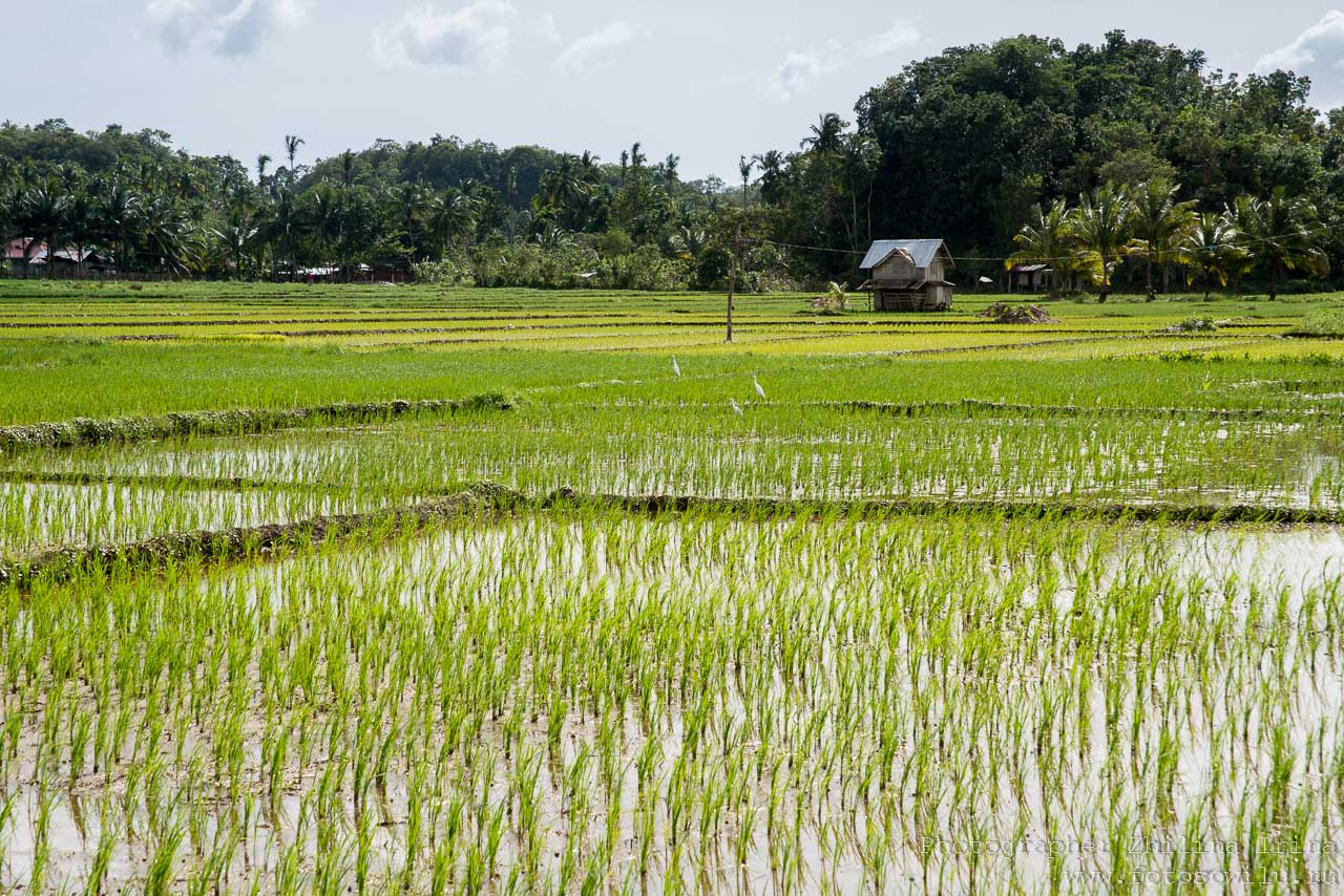 Бохол, по Бохолу на мопеде, путешествие по Филиппинам, что смотреть на Филиппинах, что смотреть на Бохоле, рисовые поля