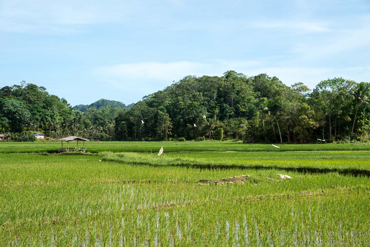 Бохол, по Бохолу на мопеде, путешествие по Филиппинам, что смотреть на Филиппинах, что смотреть на Бохоле, рисовые поля