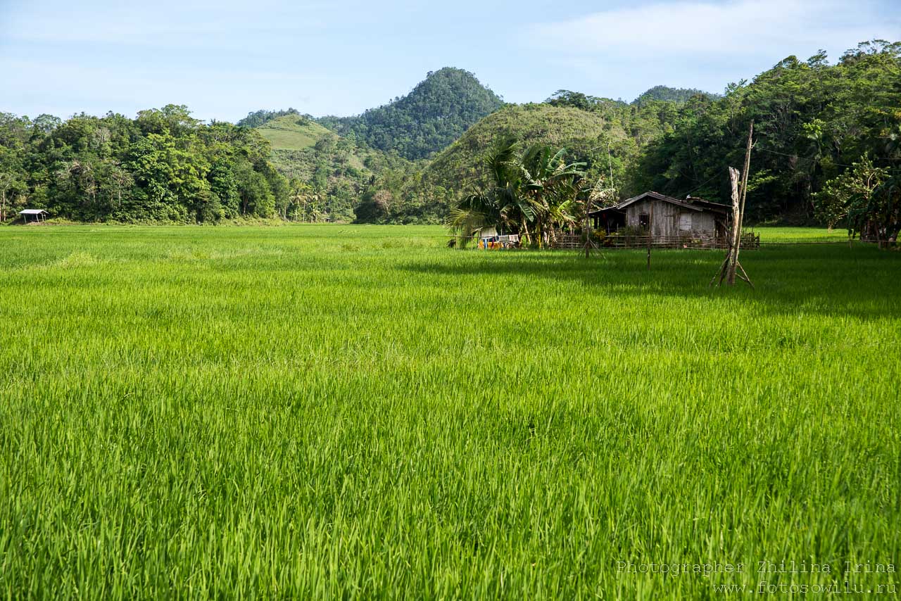 Остров Бохол, по Бохолу на мопеде, путешествие по Филиппинам, что смотреть на Филиппинах, что смотреть на Бохоле, рисовые поля
